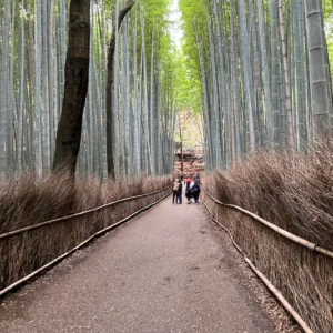 교토 아라시야마 치쿠린(대나무숲), 사람이 많긴 해도 걷기 좋은 대나무숲길