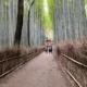 교토 아라시야마 치쿠린(대나무숲), 사람이 많긴 해도 걷기 좋은 대나무숲길