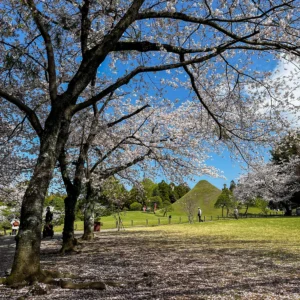 구마모토 스이젠지 조주엔, 벚꽃 시즌에 다시 찾은 정원