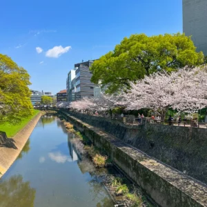 구마모토성 근처 강변을 따라 벚꽃길 산책!