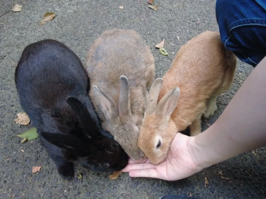히로시마 오쿠노시마, 토끼가 가득 있는 섬!
