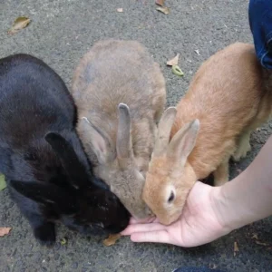 히로시마 오쿠노시마, 토끼가 가득 있는 섬!