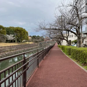 오이타 벚꽃을 찾아서, 오이타 헤이와시민공원(평화시민공원)